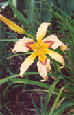 Chevron Spider